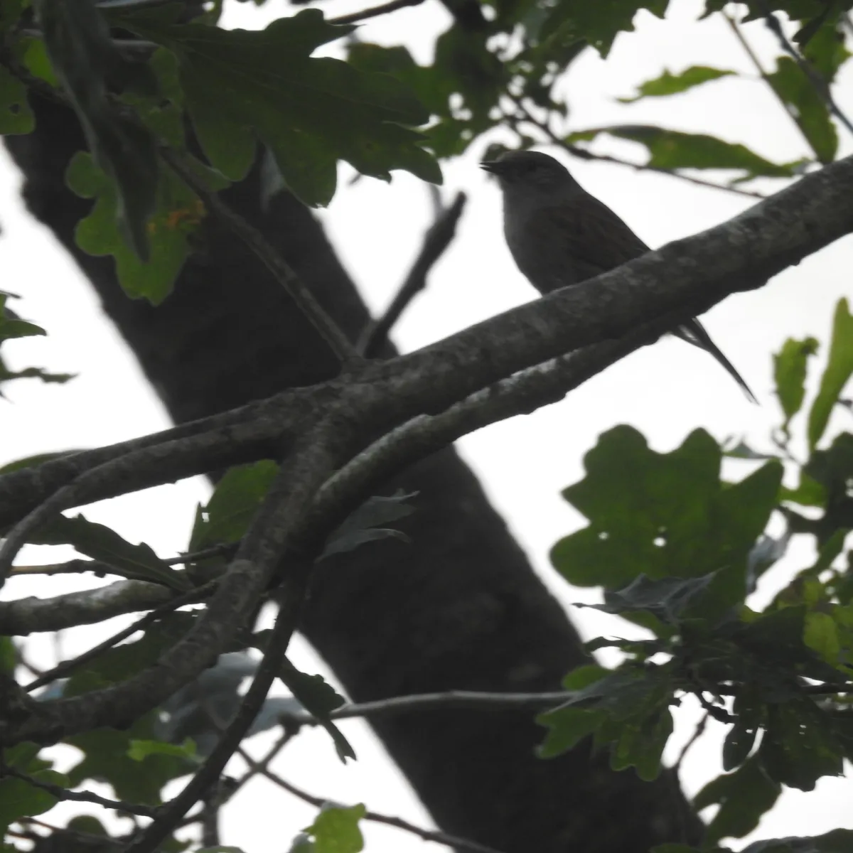 Spotted Dunnock