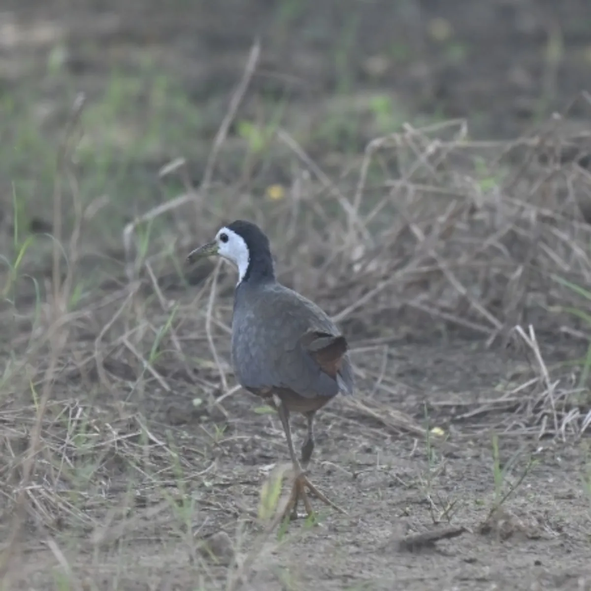 Spotted White-breasted Waterhen