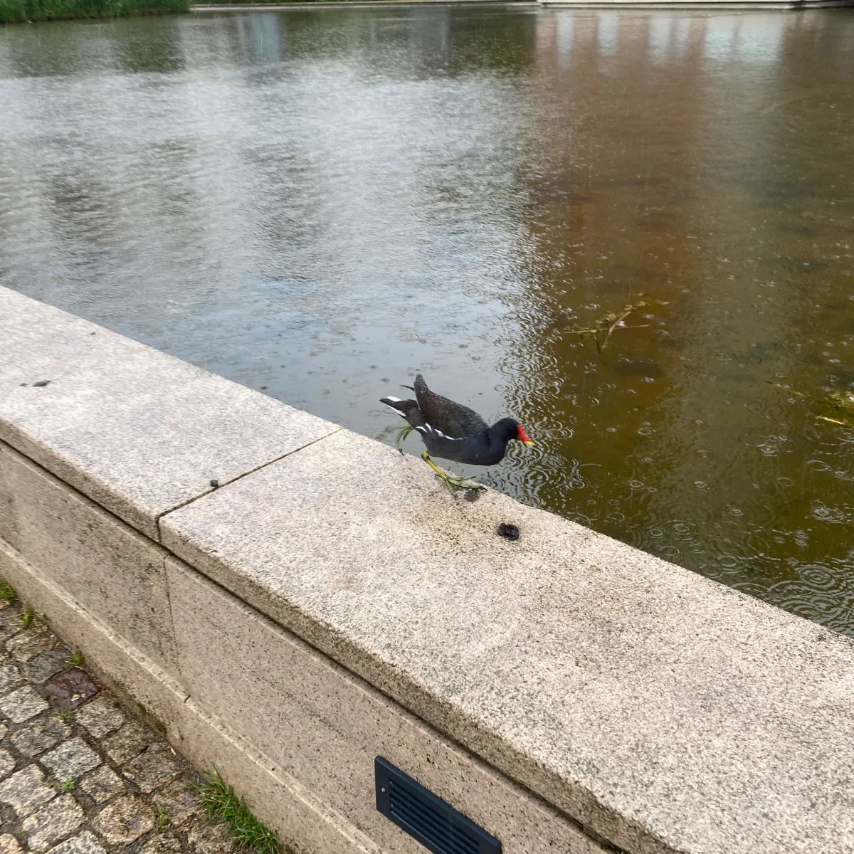 Waargenomen Waterhoen