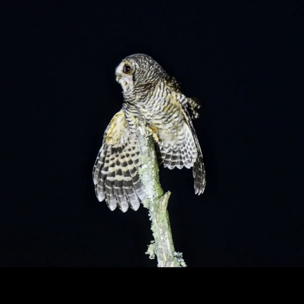 Spotted Rufous-legged Owl