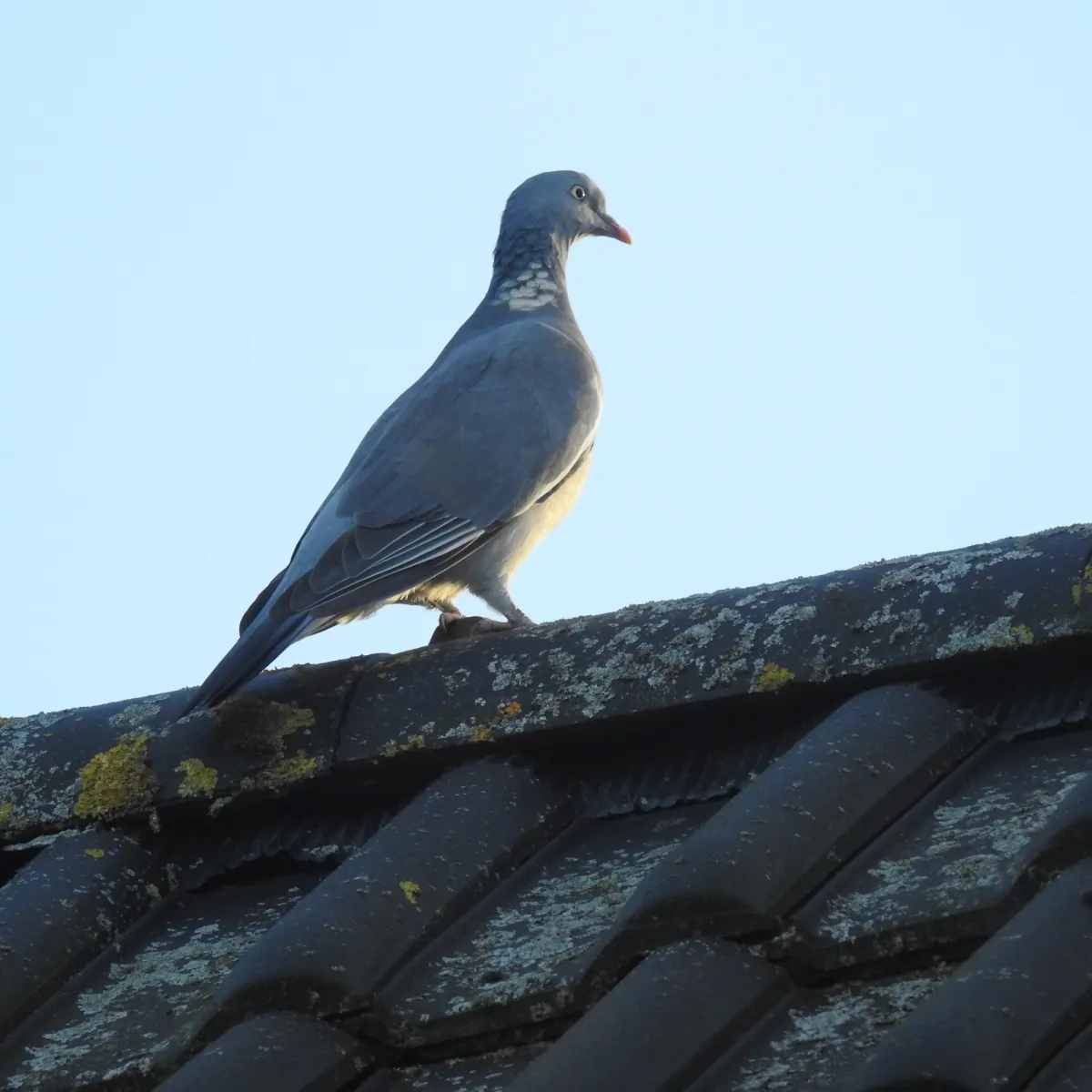 Spotted Common Wood-Pigeon