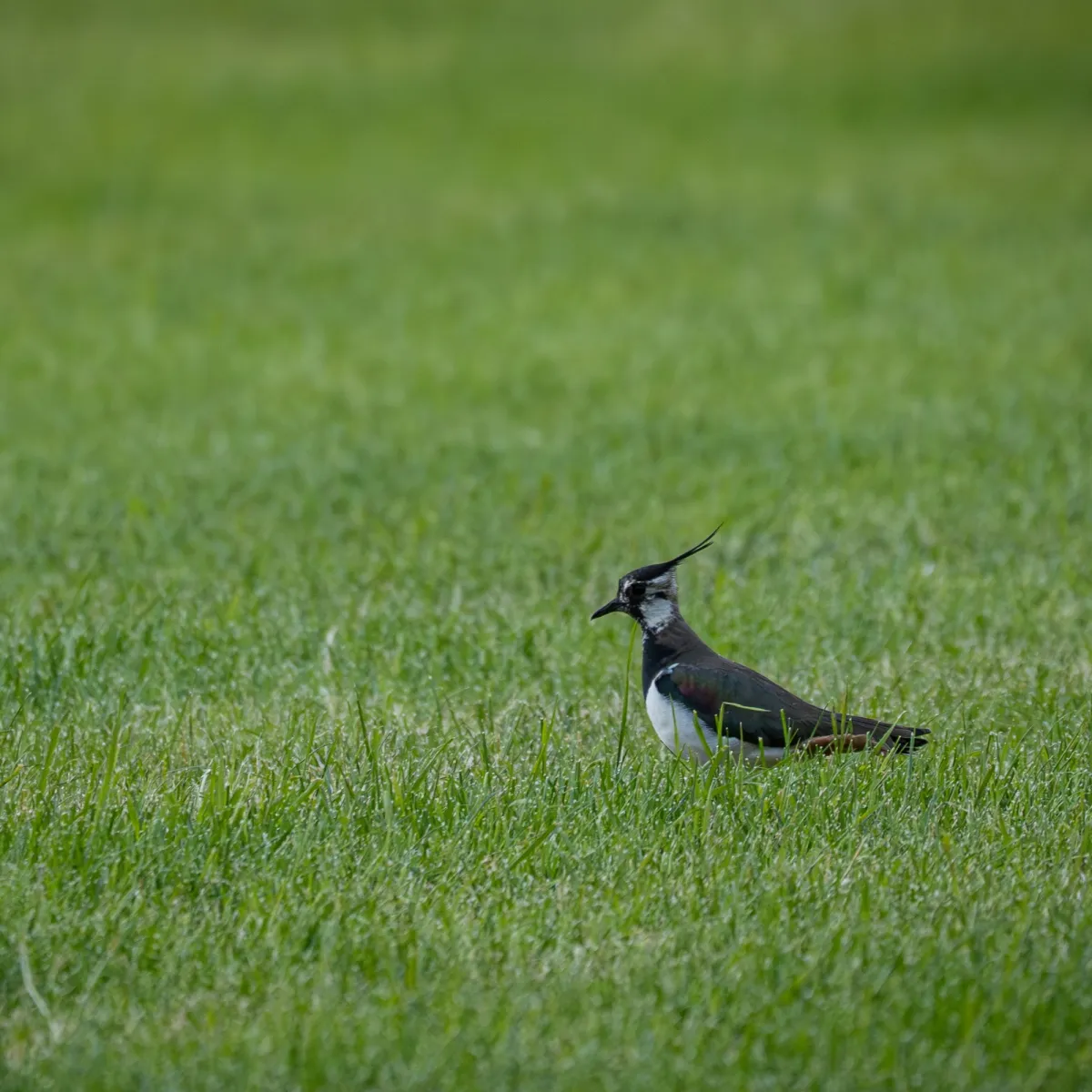 Spotted Northern Lapwing