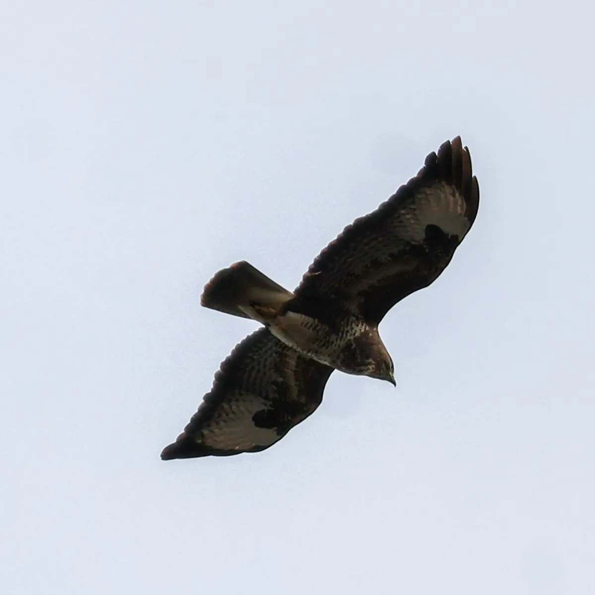 Gespotte Buizerd