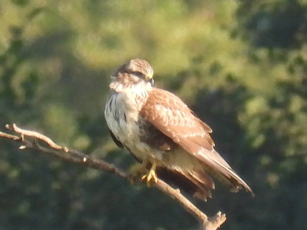 Waargenomen Buizerd