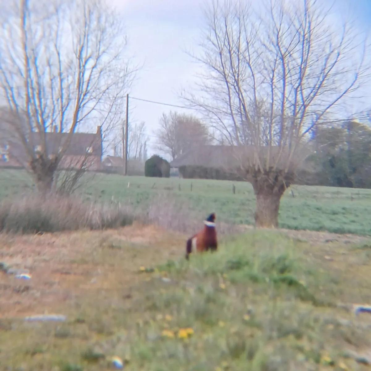 Spotted Ring-necked Pheasant