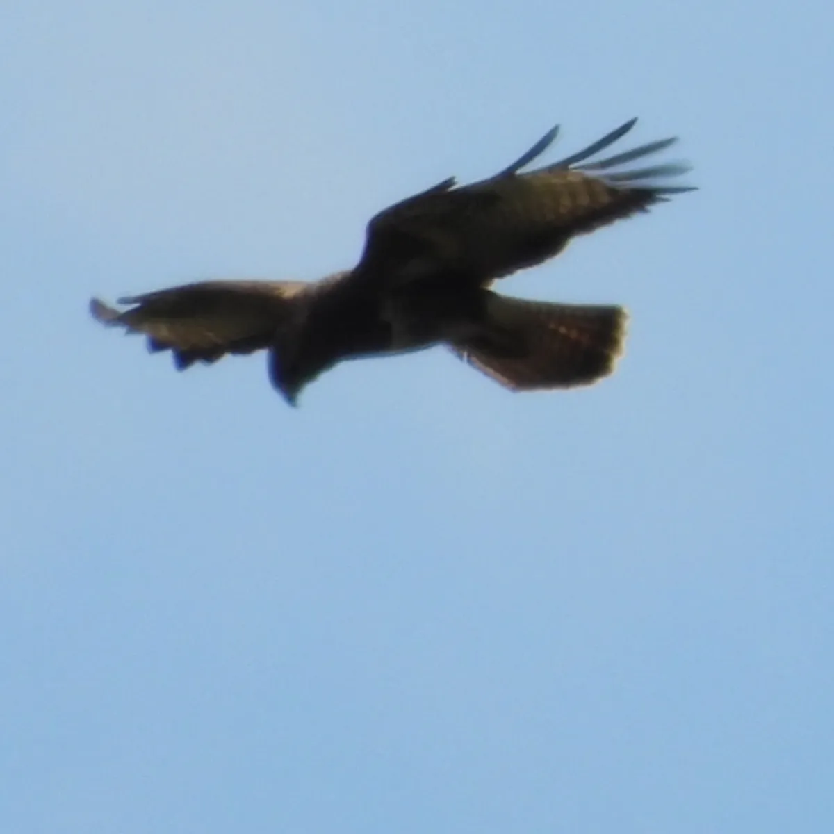 Waargenomen Buizerd
