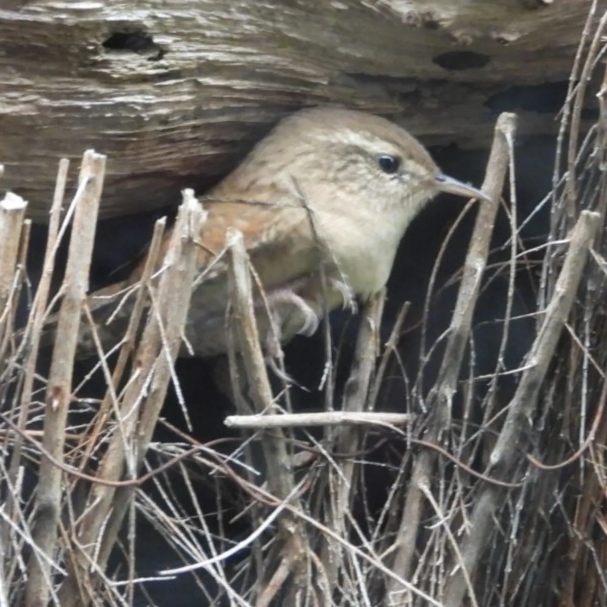 Spotted Eurasian Wren