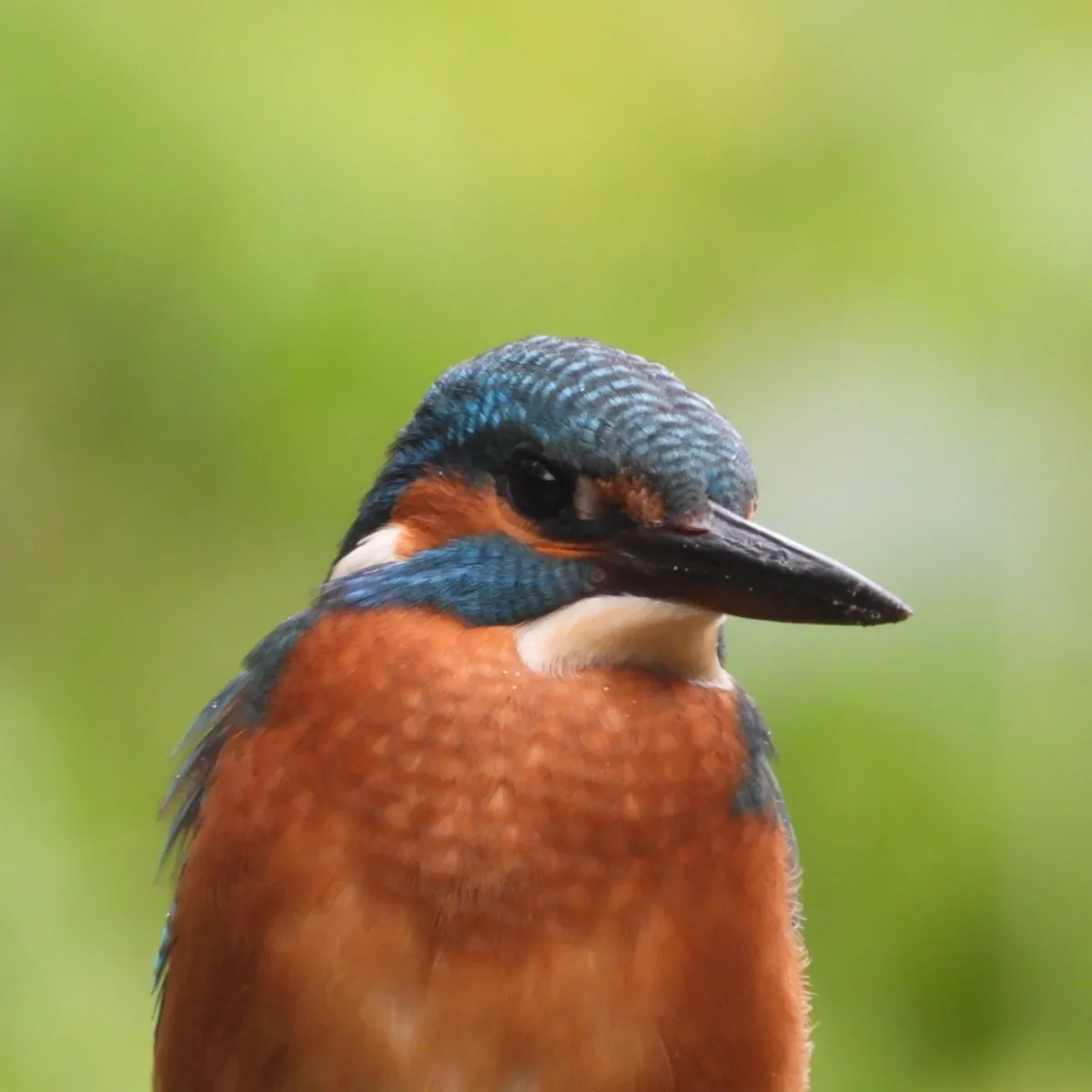 Waargenomen IJsvogel