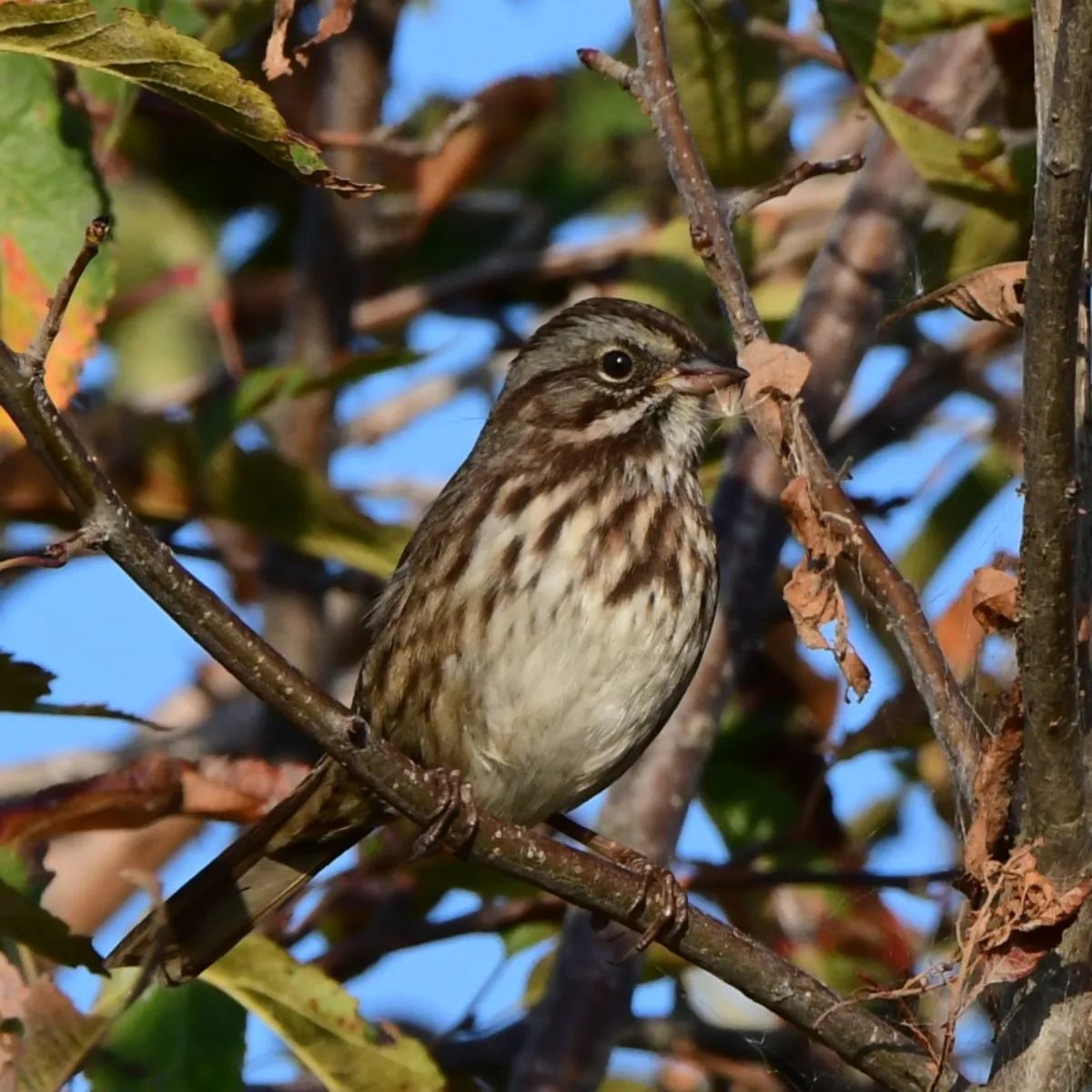 Spotted Song Sparrow
