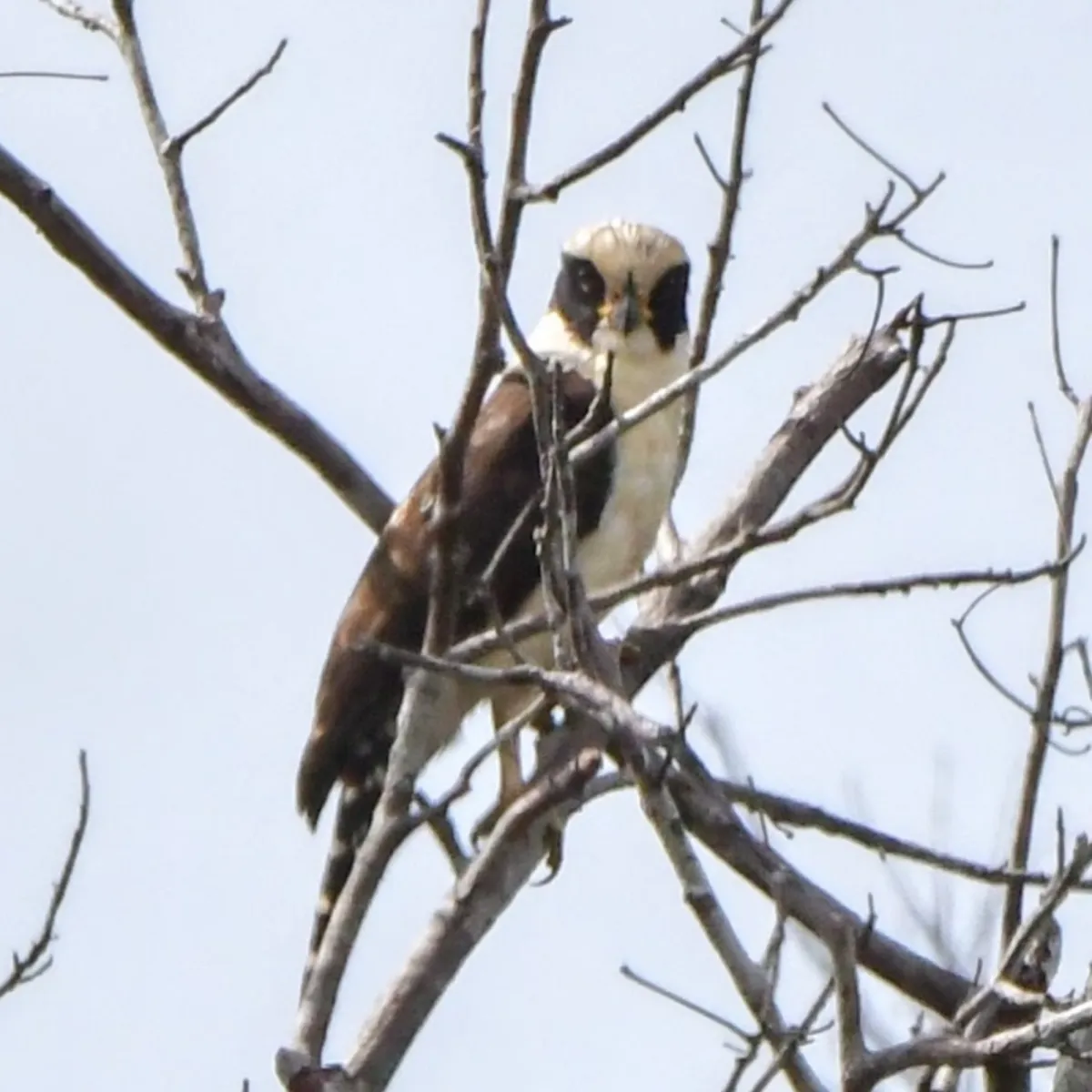 Spotted Laughing Falcon
