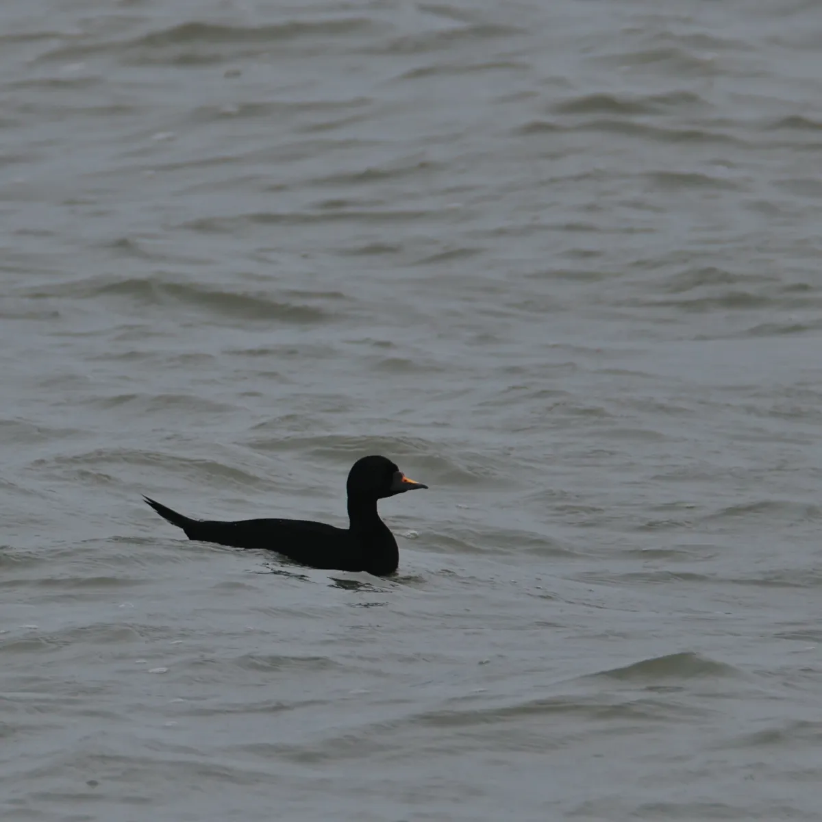 Spotted Common Scoter