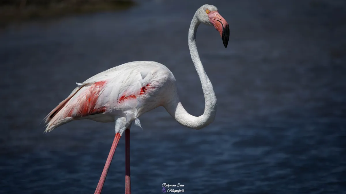 Spotted Greater Flamingo