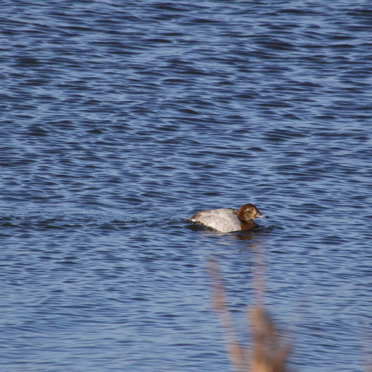Spotted Common Pochard