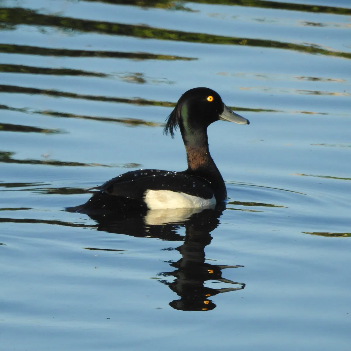 Spotted Tufted Duck