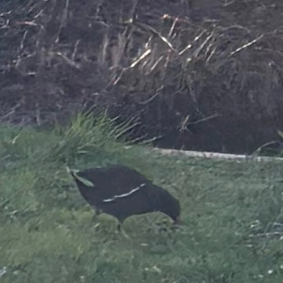 Spotted Eurasian Moorhen