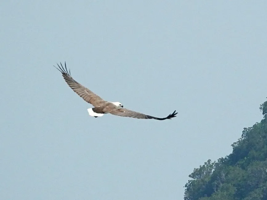 Gespotte Witbuikzeearend