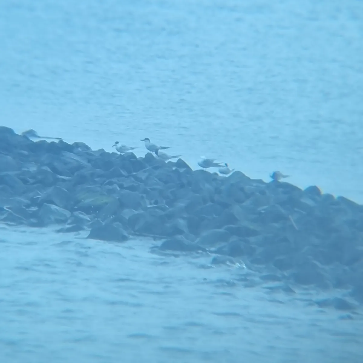 Spotted Common Tern