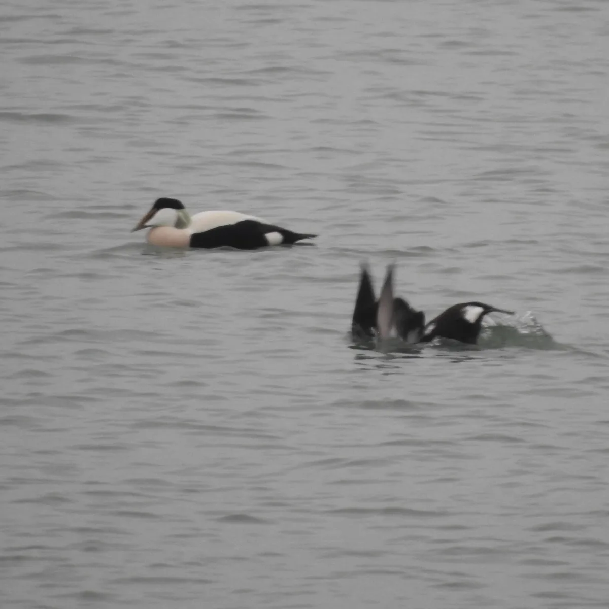 Spotted Common Eider