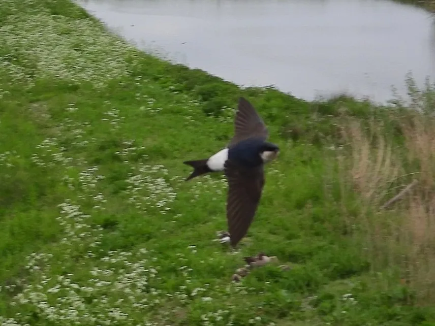 Waargenomen Huiszwaluw