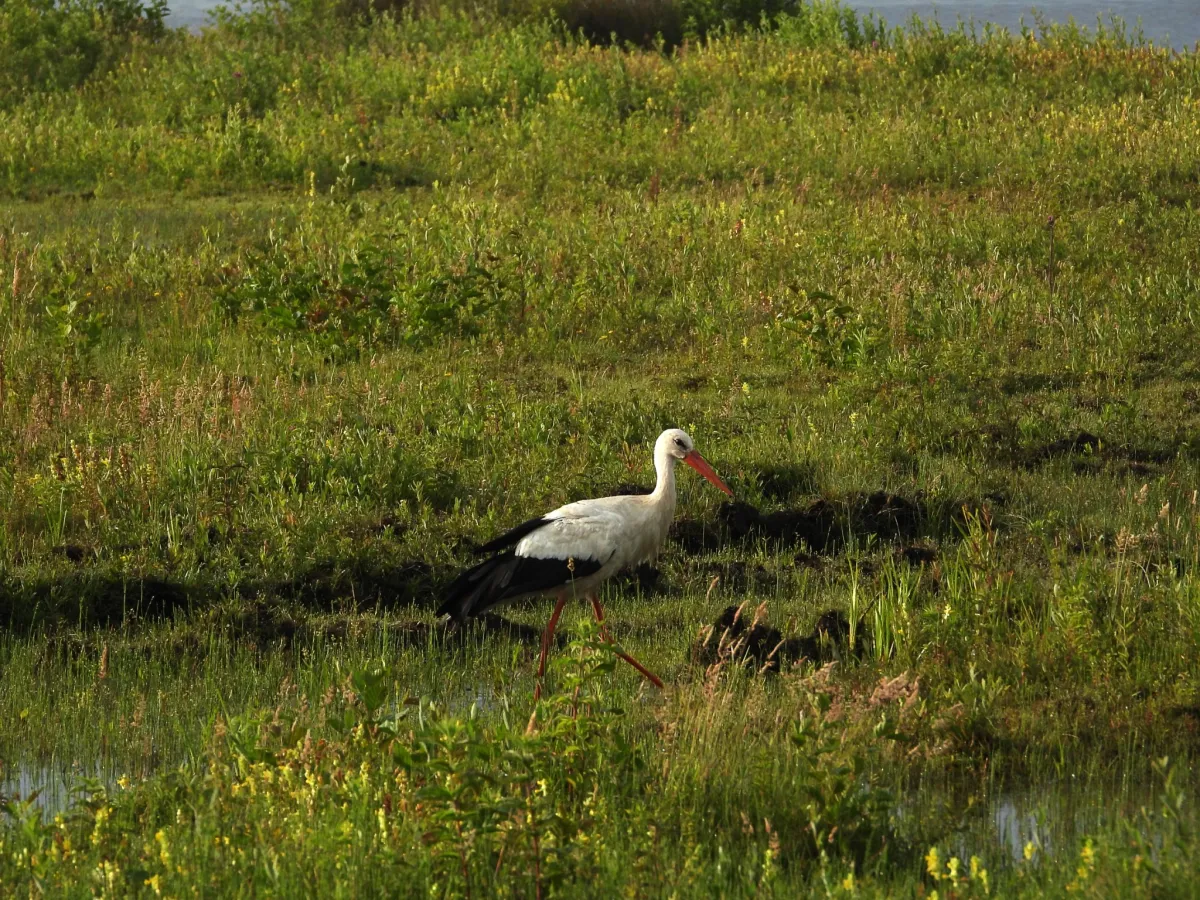 Spotted White Stork