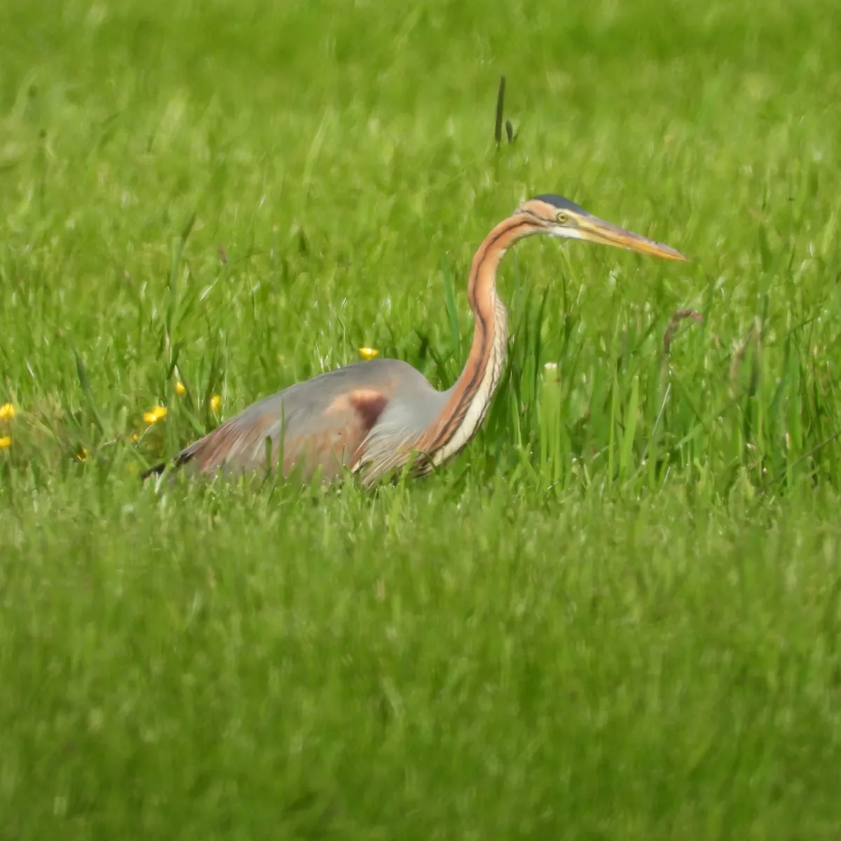 Waargenomen Purperreiger