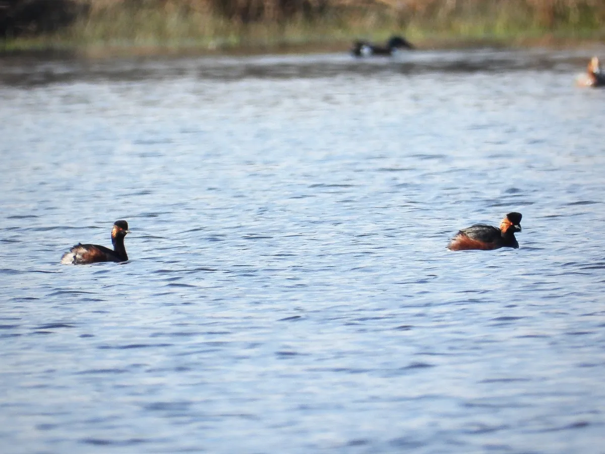 Gespotte Geoorde fuut