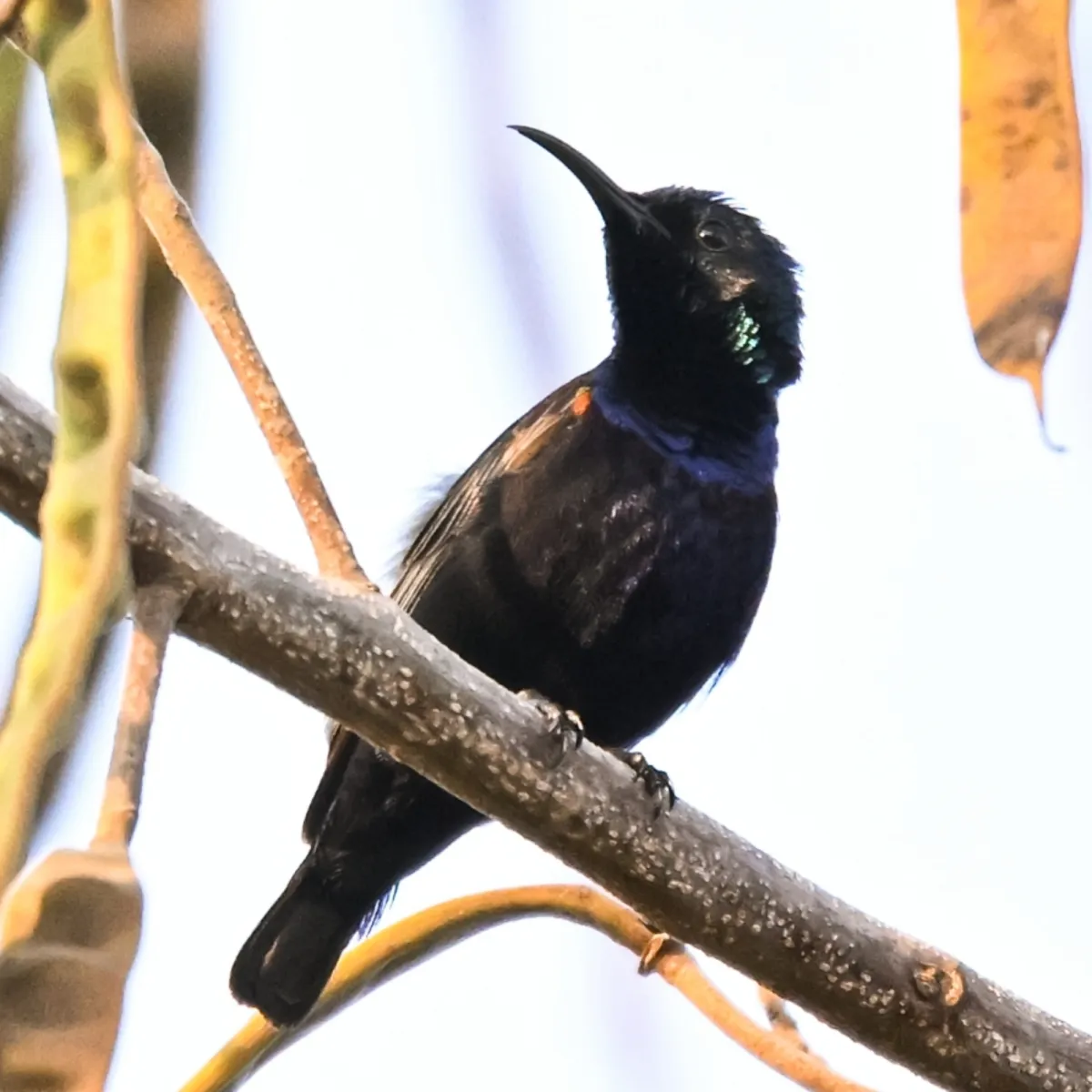 Gespotte Purperhoningzuiger