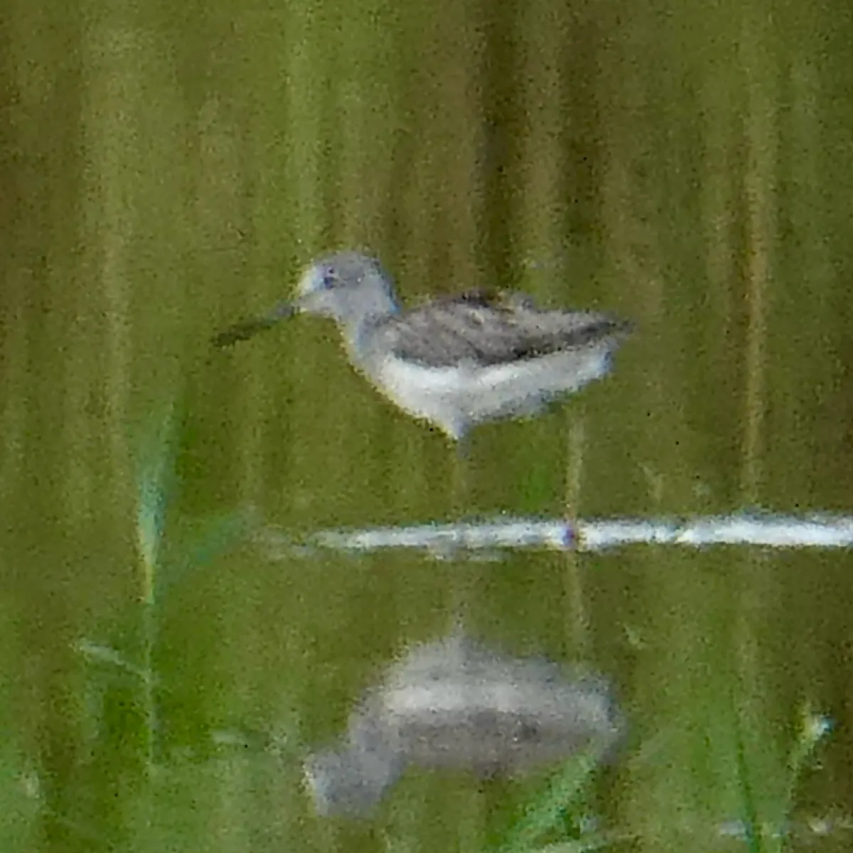 Spotted Common Greenshank