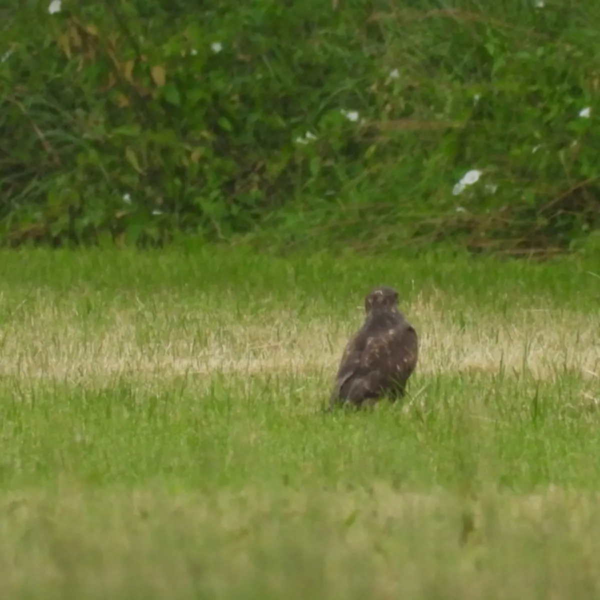 Waargenomen Buizerd