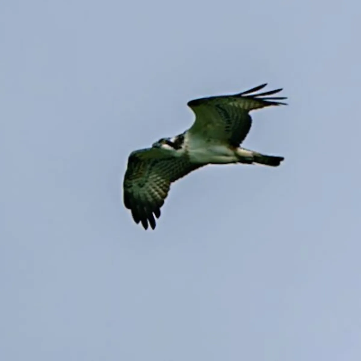 Spotted Osprey