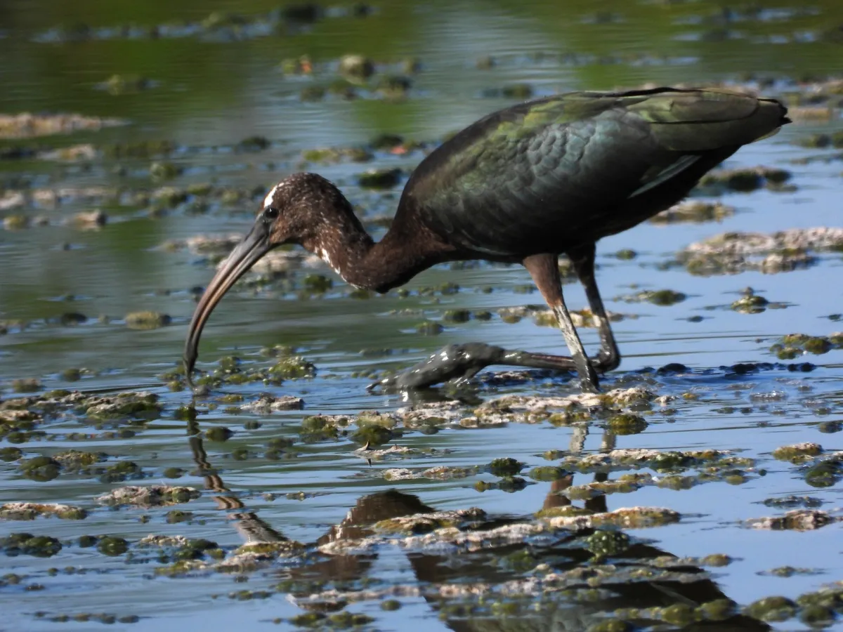 Waargenomen Zwarte ibis