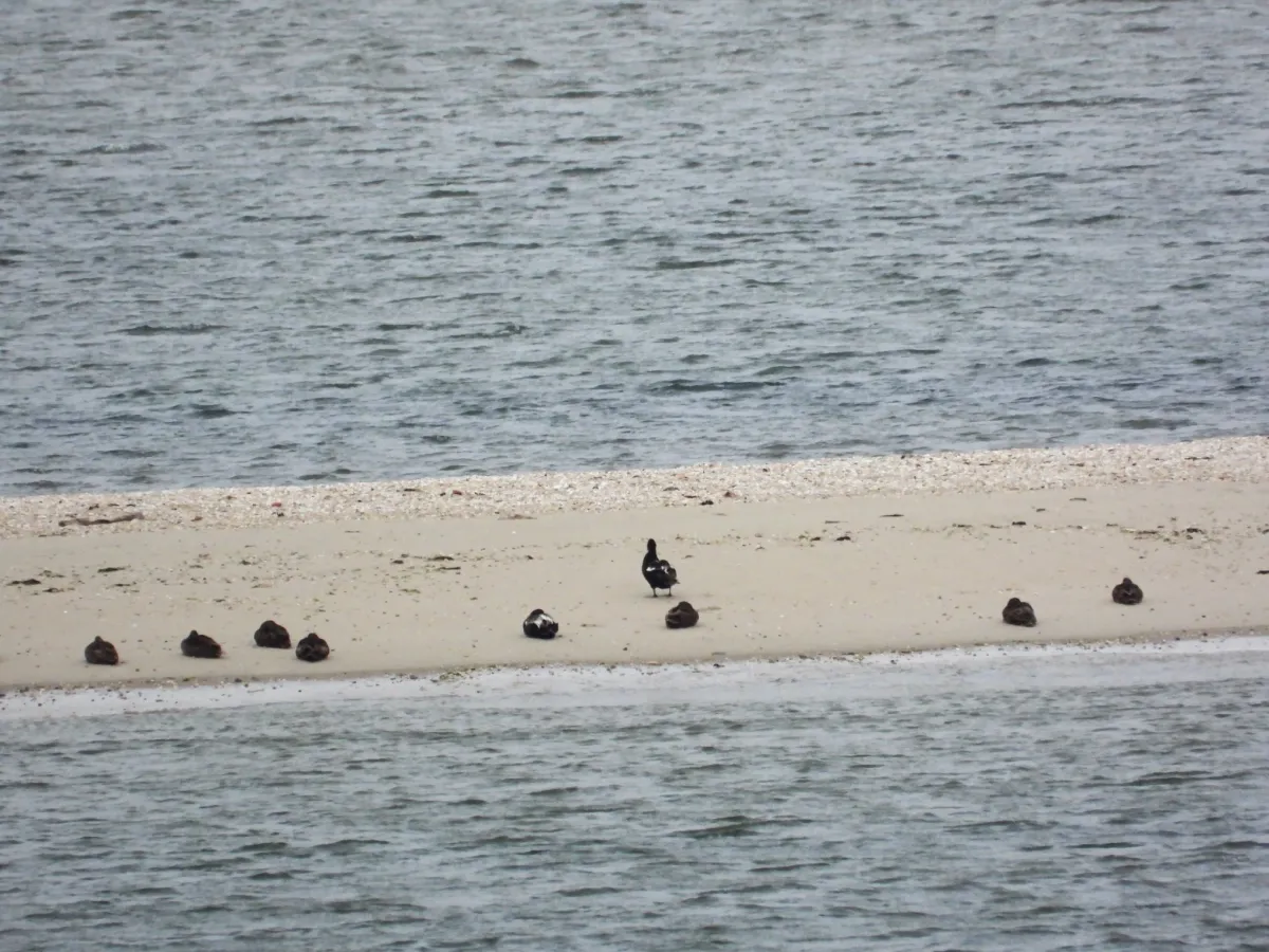 Waargenomen Eider