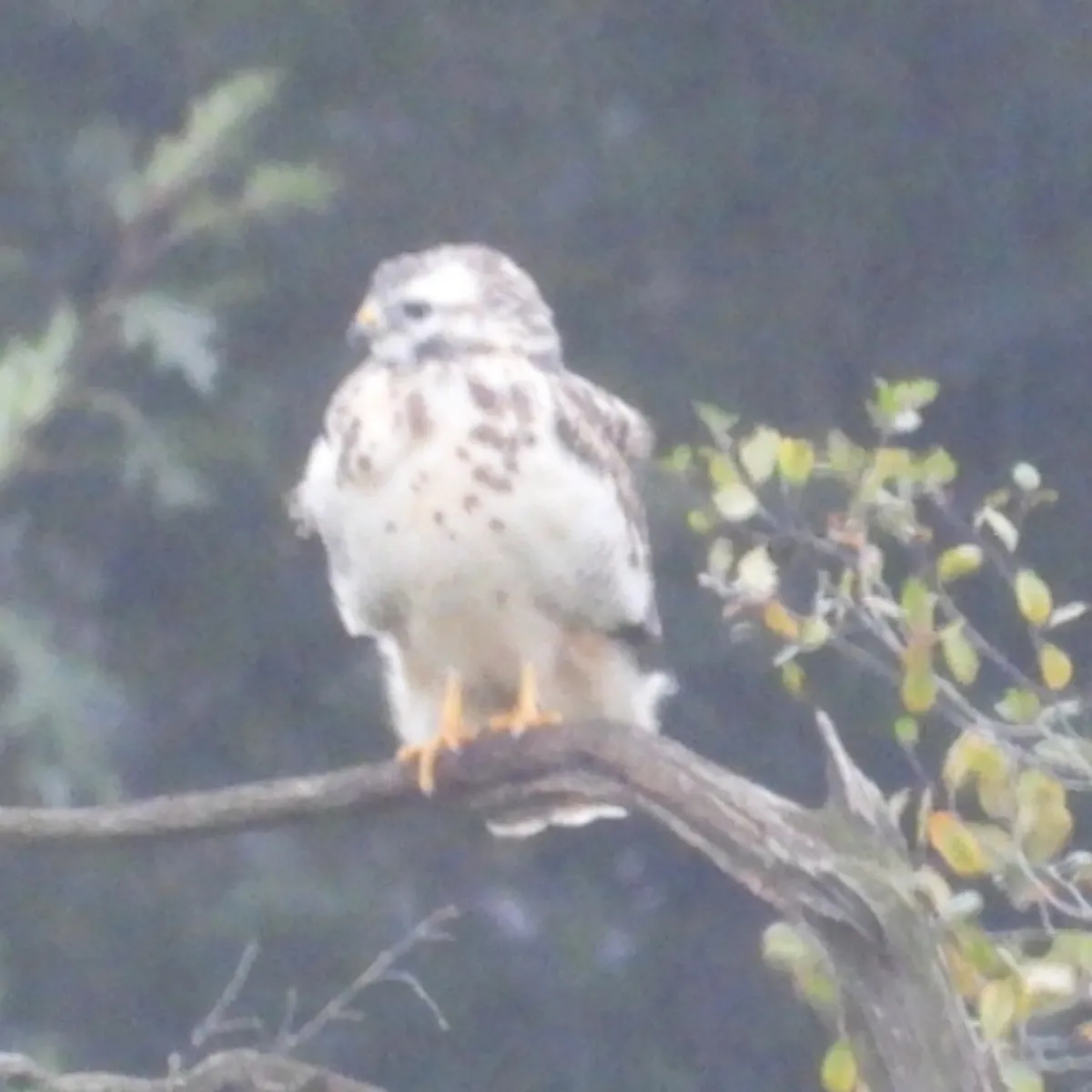 Waargenomen Buizerd