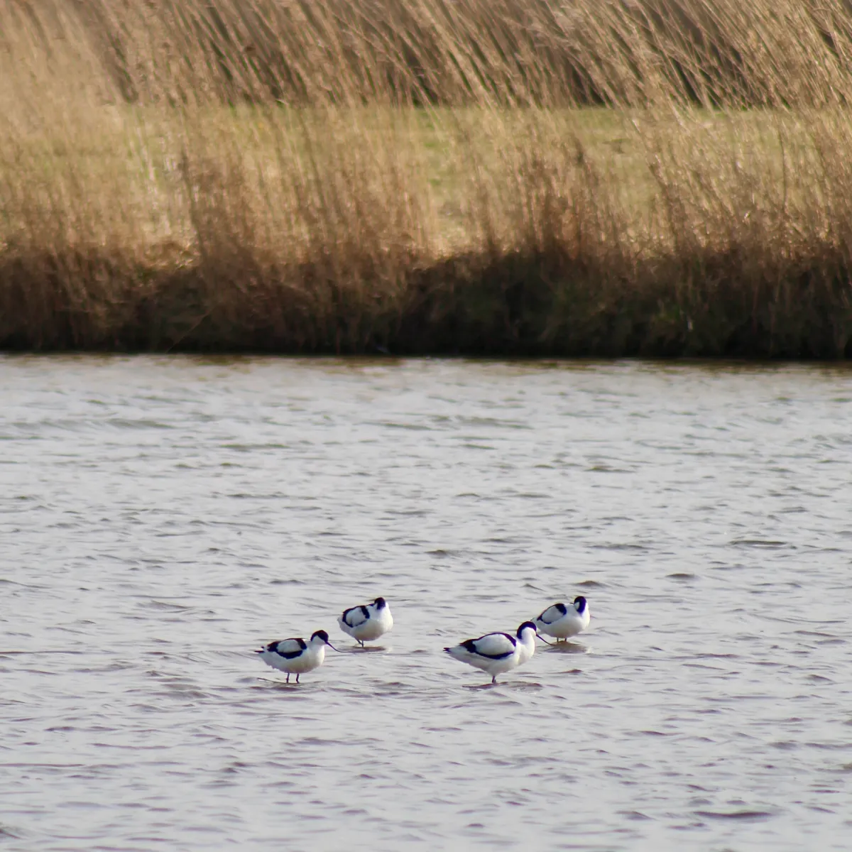 Spotted Pied Avocet