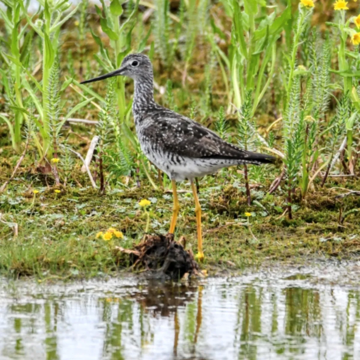 Spotted Greater Yellowlegs