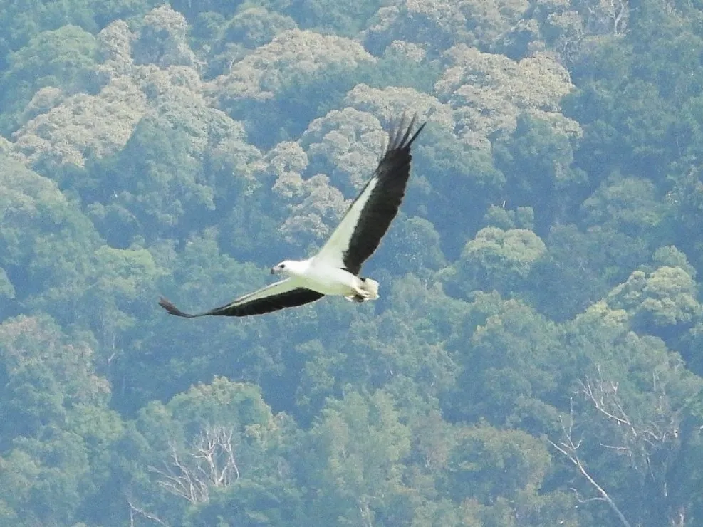 Gespotte Witbuikzeearend