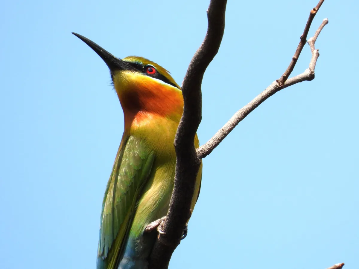 Gespotte Blauwstaartbijeneter