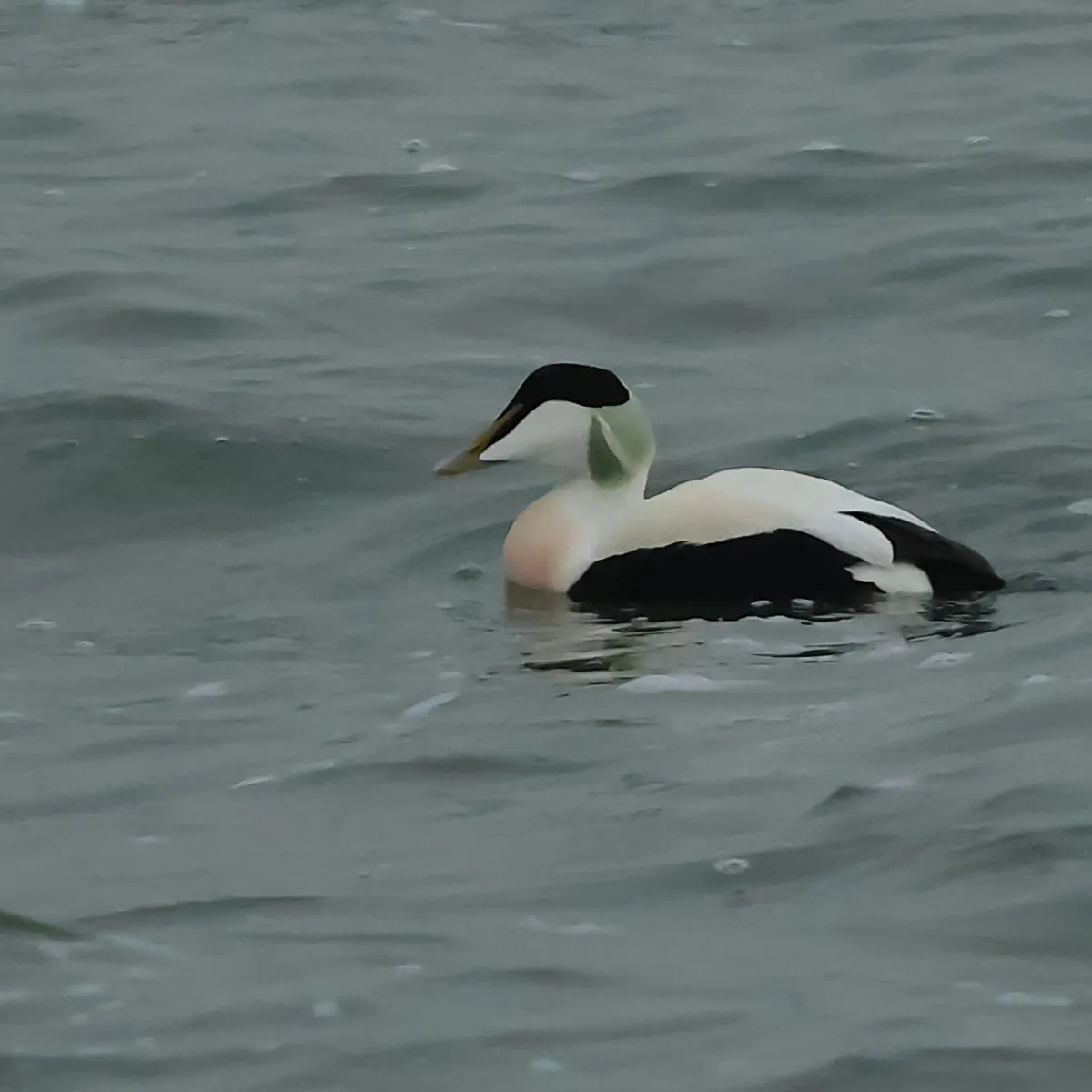 Spotted Common Eider