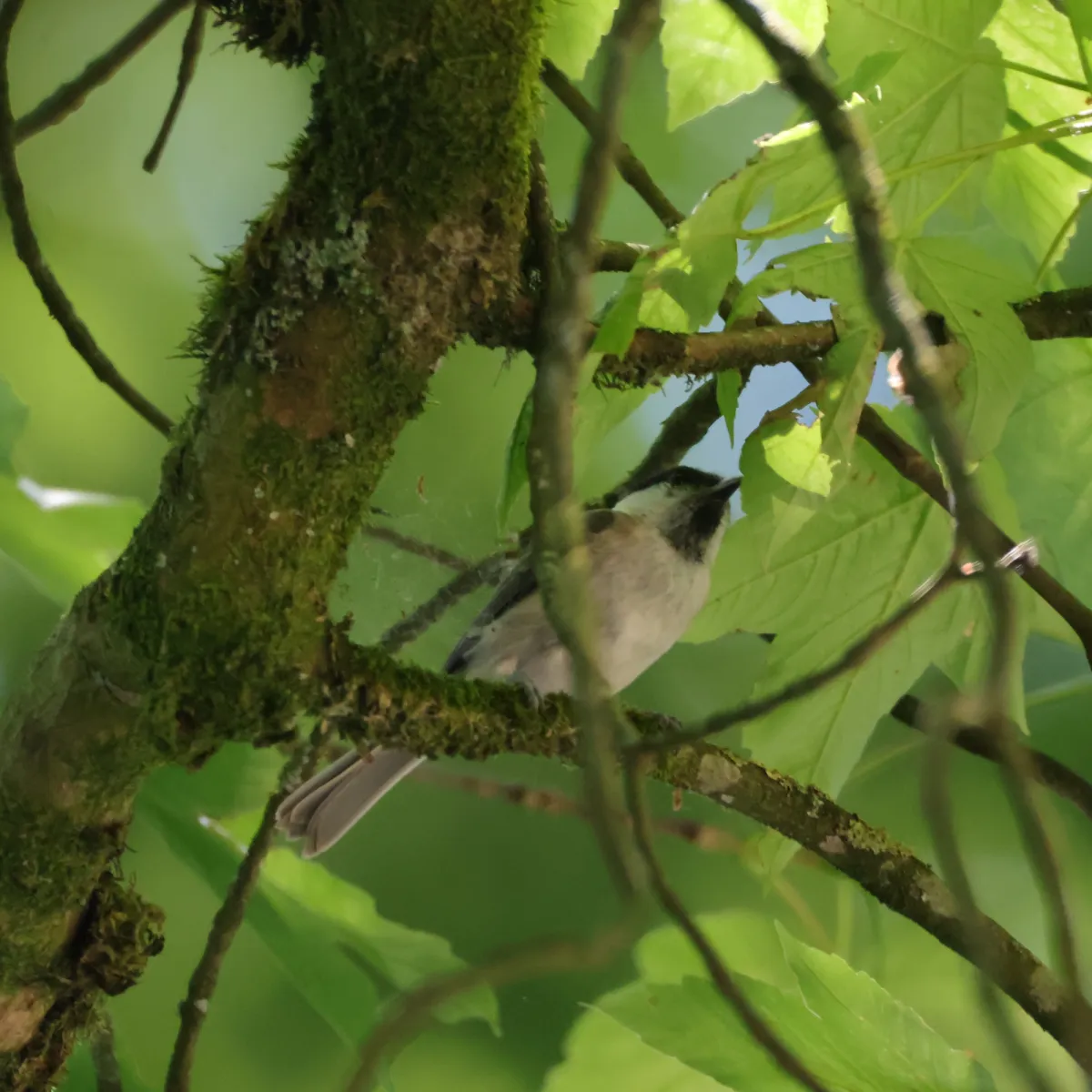 Spotted Marsh Tit