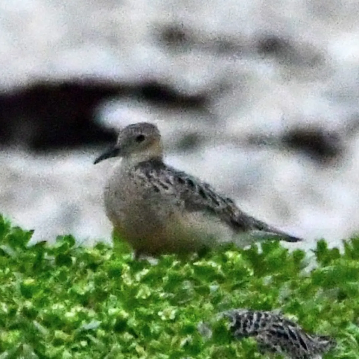 Spotted Buff-breasted Sandpiper