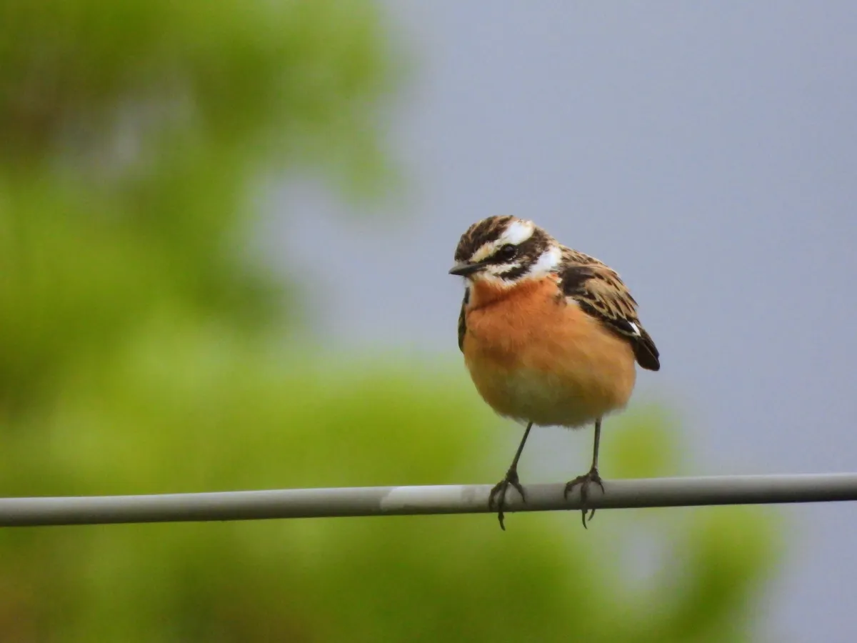Spotted Whinchat