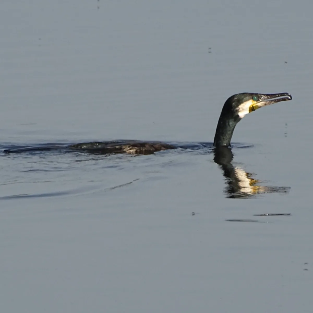 Waargenomen Aalscholver