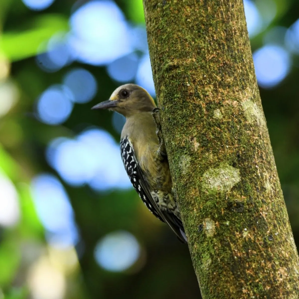 Gespotte Hoffmannspecht