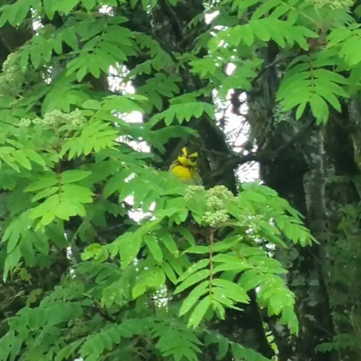 Spotted Townsend's Warbler