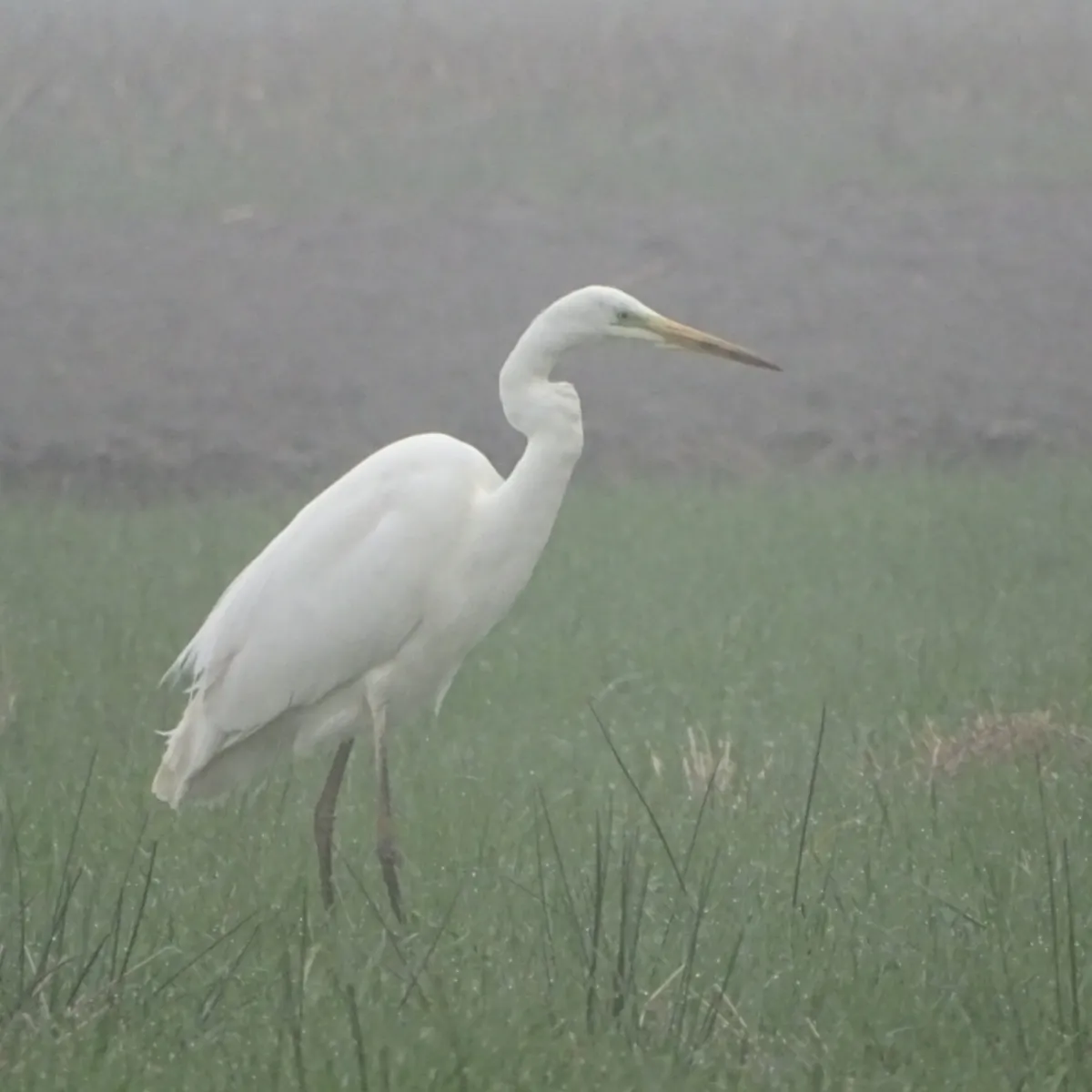 Gespotte Grote zilverreiger