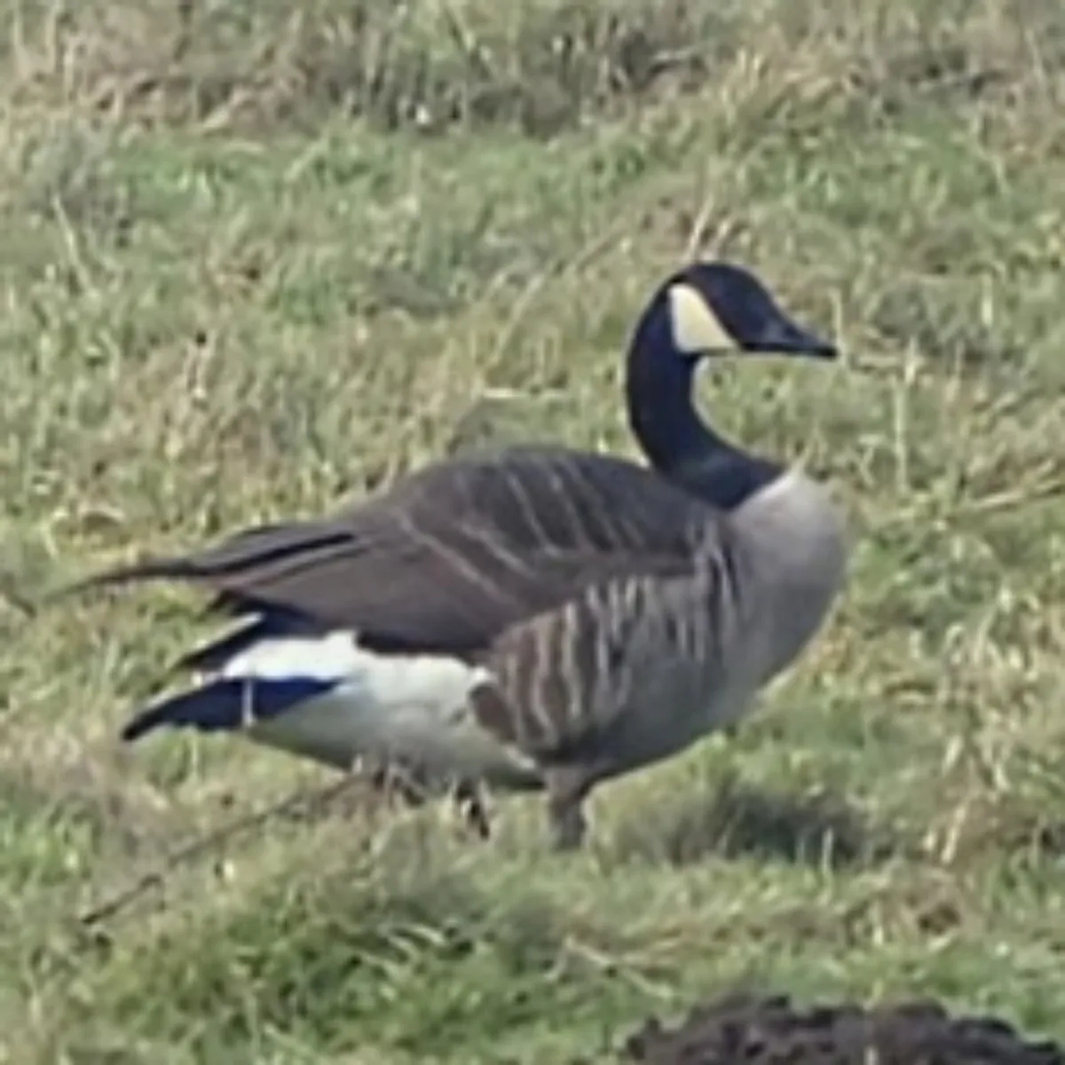 Gespotte Grote Canadese gans