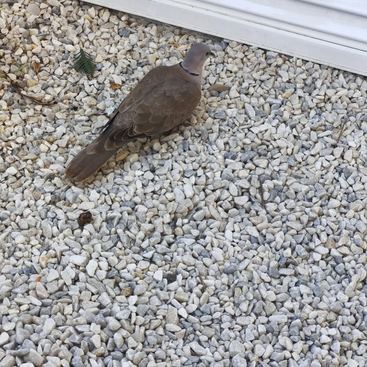 Gespotte Turkse tortel