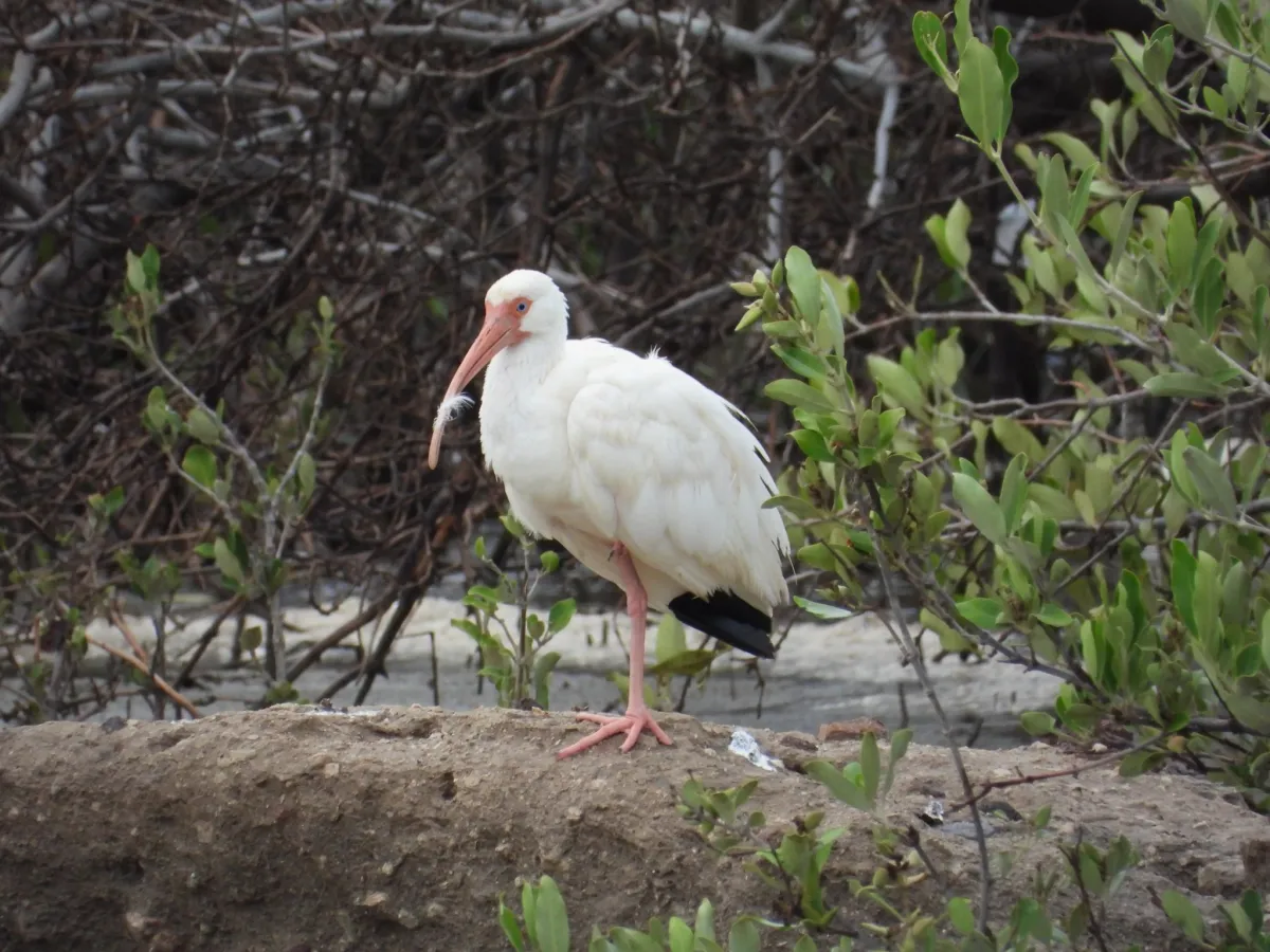 Waargenomen Witte ibis