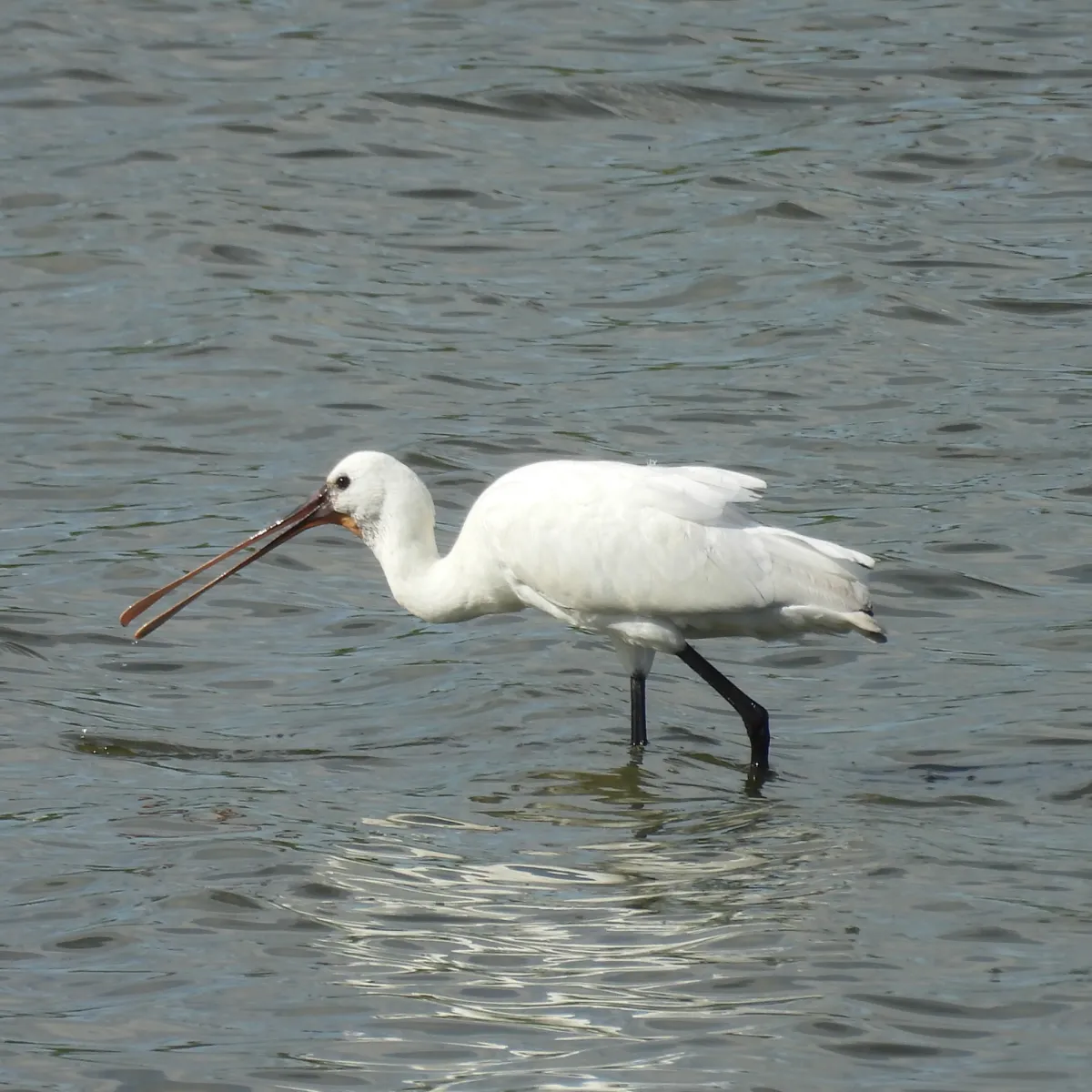 Spotted Eurasian Spoonbill