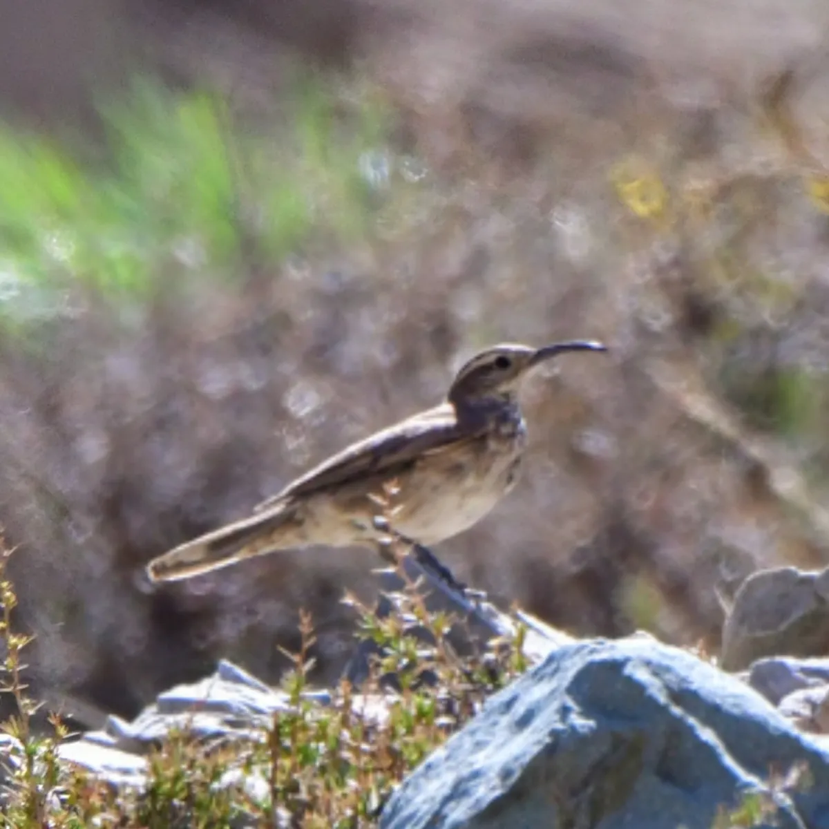 Spotted Scale-throated Earthcreeper